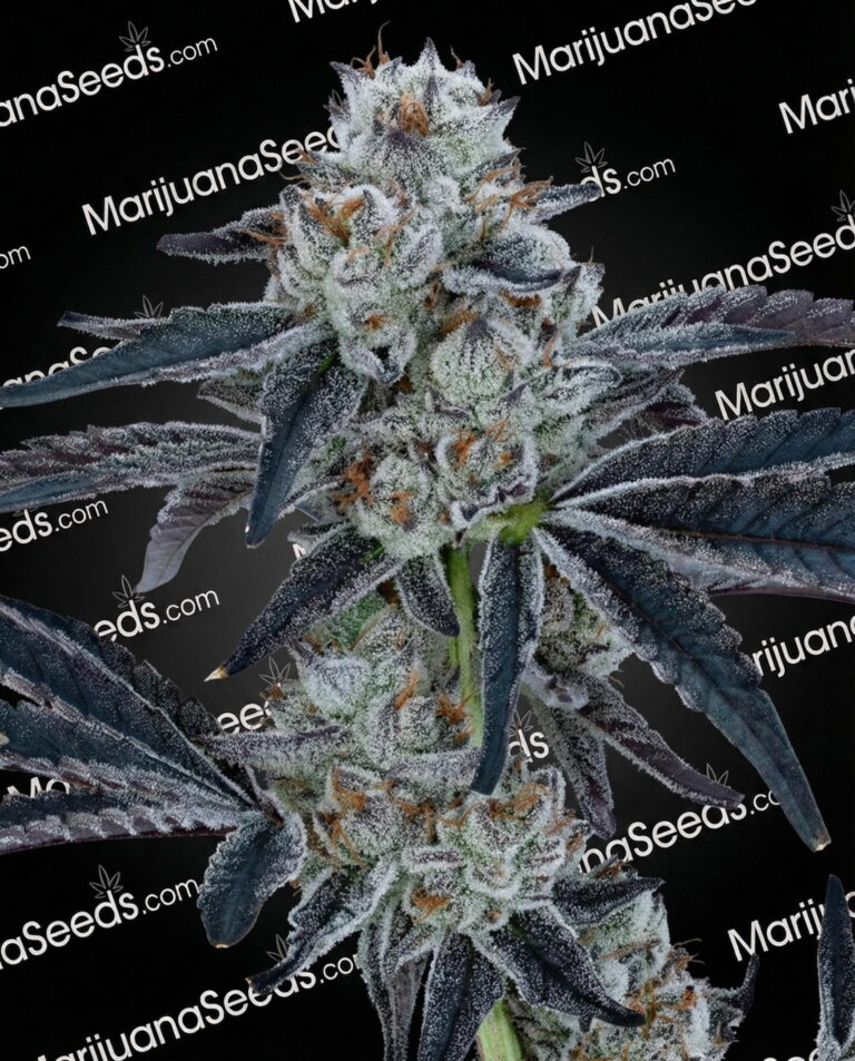 Zero Gravity Strain