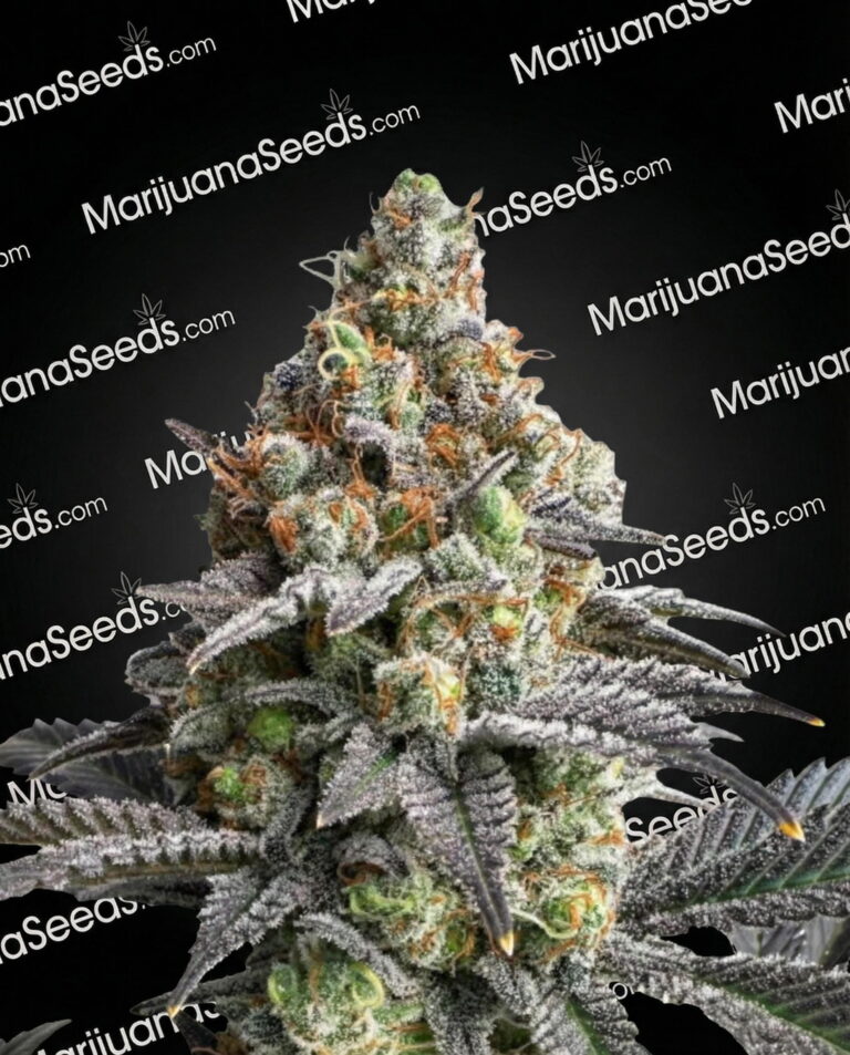 Zeta’s Crown Strain