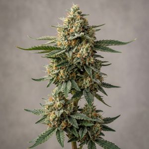 Alien OG Feminized Marijuana Seeds featured image