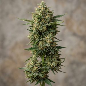 Alpha Skunk Cheese Feminized Marijuana Seeds featured image