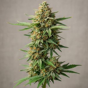 Bahama Mama Feminized Marijuana Seeds featured image