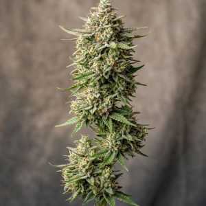 Banana Macaroon Feminized Marijuana Seeds featured image