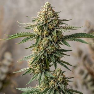 Buddha Tahoe Feminized Marijuana Seeds featured image