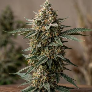 Cataract Cake Feminized Marijuana Seeds featured image
