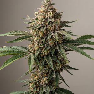 Cookies Gelato Feminized Marijuana Seeds featured image