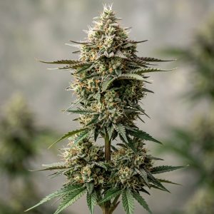 Critical Plus Feminized Marijuana Seeds featured image