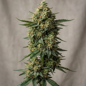 Deadhead OG Feminized Marijuana Seeds featured image