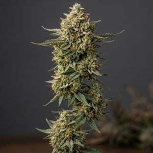 Emerald OG Feminized Marijuana Seeds featured image