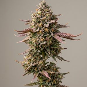 Forbidden Passionfruit Feminized Marijuana Seeds featured image