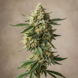 Fresh Cantaloupe Feminized Marijuana Seeds featured image