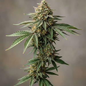Frisian Duck Feminized Marijuana Seeds featured image