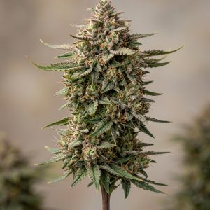 Fruit Spirit Feminized Marijuana Seeds featured image