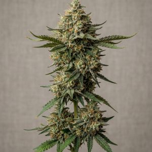 Future #1 Feminized Marijuana Seeds featured image