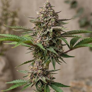 Green Mountain Grape Feminized Marijuana Seeds featured image