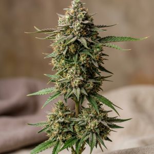 LA Kush Cake Feminized Marijuana Seeds featured image