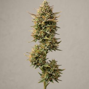 Malawi Gold Feminized Marijuana Seeds featured image