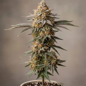 Mandarin Cookies Feminized Marijuana Seeds featured image