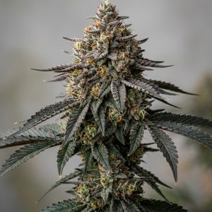 Midnight Melon Feminized Marijuana Seeds featured image