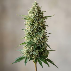 Moby Dick Feminized Marijuana Seeds featured image