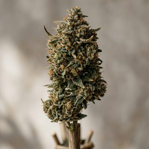 Motorbreath 15 Feminized Marijuana Seeds featured image