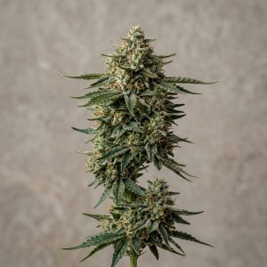 Motorhead Feminized Marijuana Seeds featured image