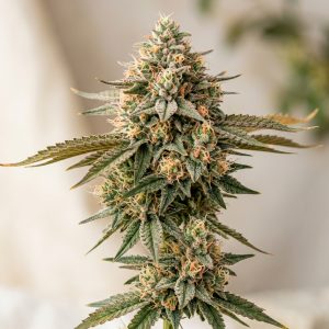 Peach Gas Feminized Marijuana Seeds featured image