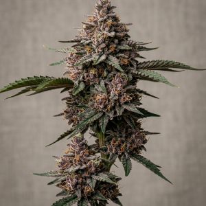 Purple Afghani Feminized Marijuana Seeds featured image