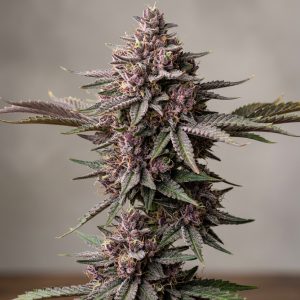 Purple Magic Feminized Marijuana Seeds featured image