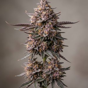 Purple Wookie Feminized Marijuana Seeds featured image