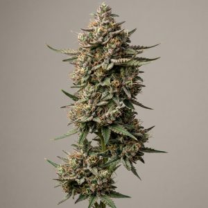 Space Queen Feminized Marijuana Seeds featured image