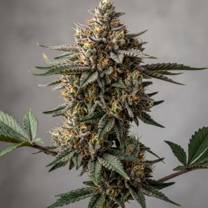 Sugar Bomb Punch Feminized Marijuana Seeds featured image