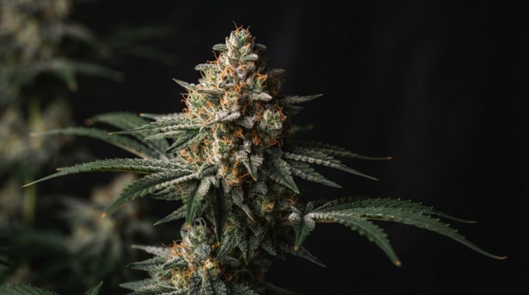 Flowering cannabis plant with dense frosty buds and orange pistils