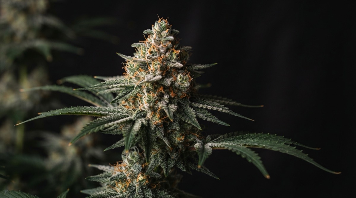 Flowering cannabis plant with dense frosty buds and orange pistils