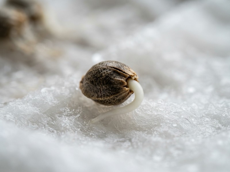 Close-up of a cannabis seed with white taproot emerging