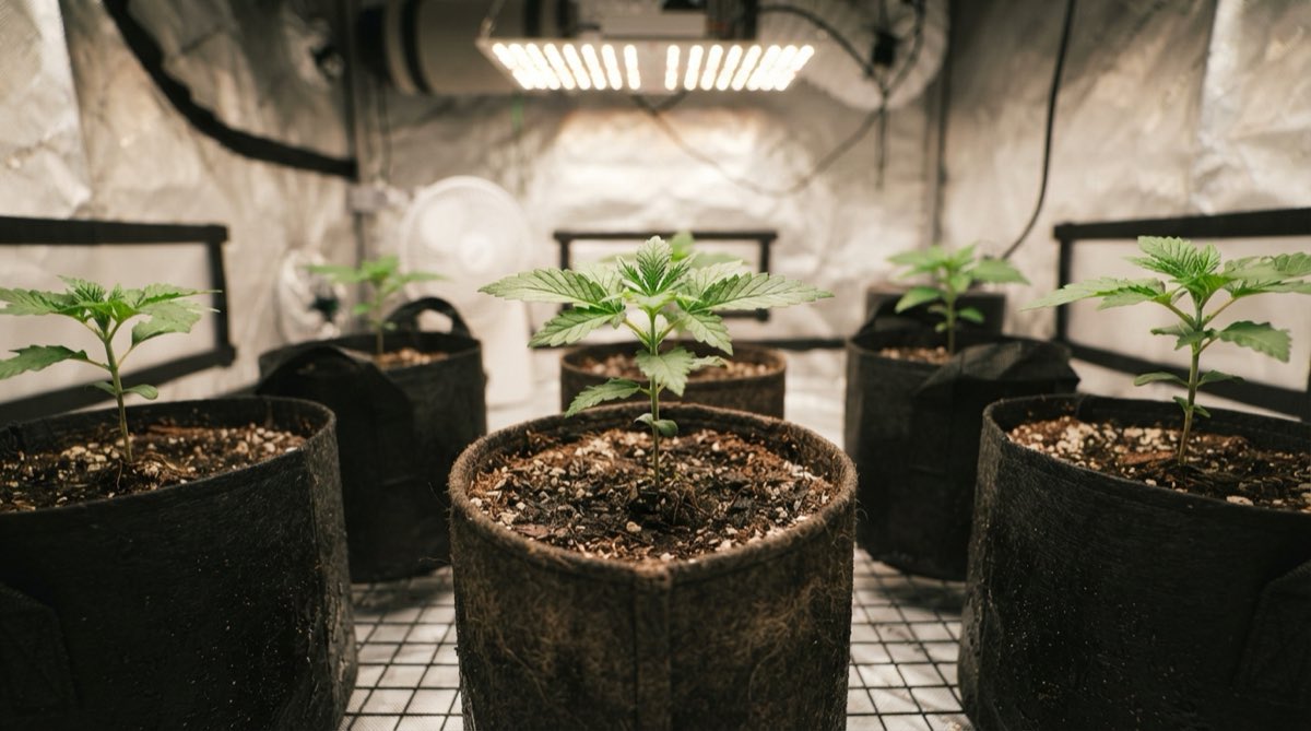 Young cannabis seedlings with first true leaves in small pots