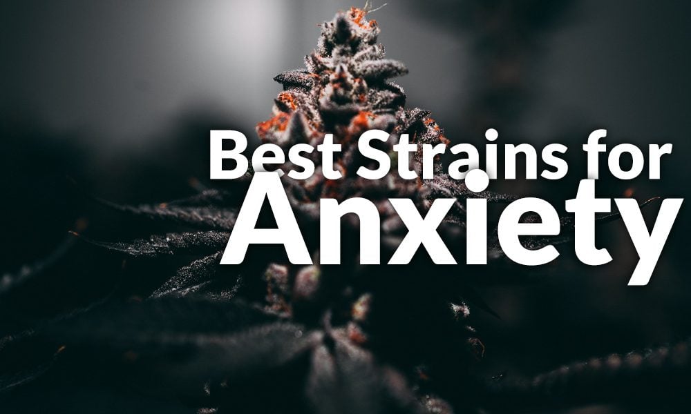 best marijuana strains anxiety