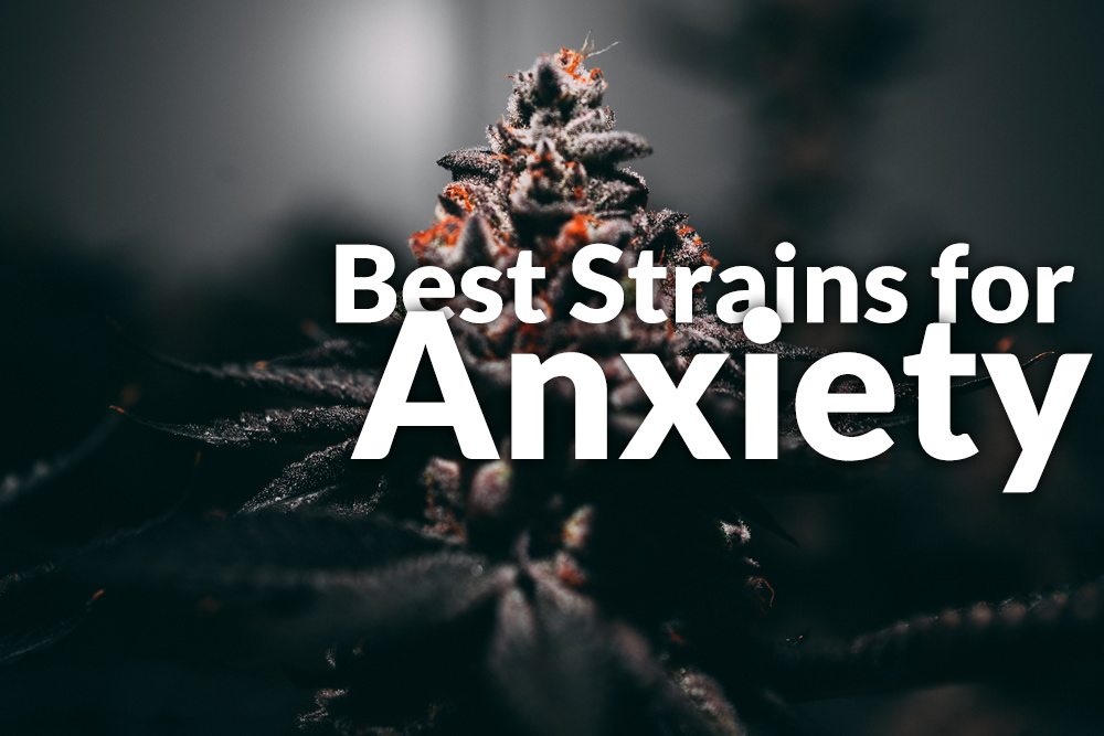 Best Marijuana Strains for Anxiety Marijuana Seeds