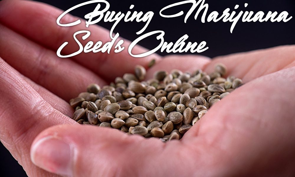buying-marijuana-seeds-online