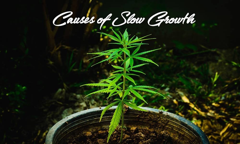 causes slow growth marijuana plants