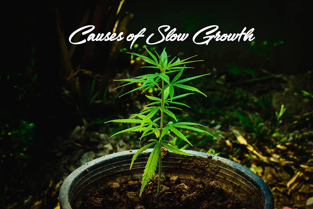 causes slow growth marijuana plants