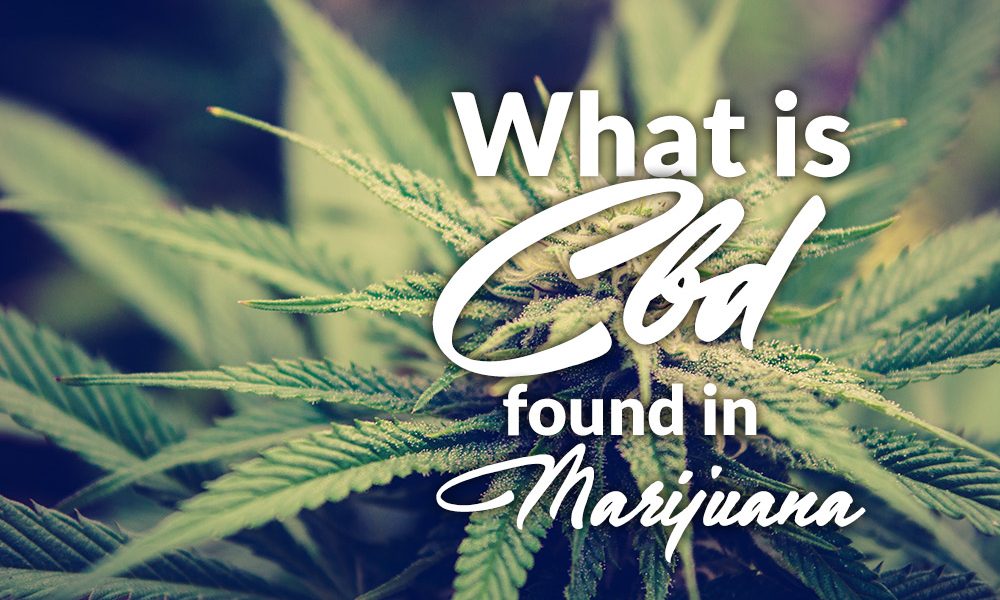 cbd marijuana