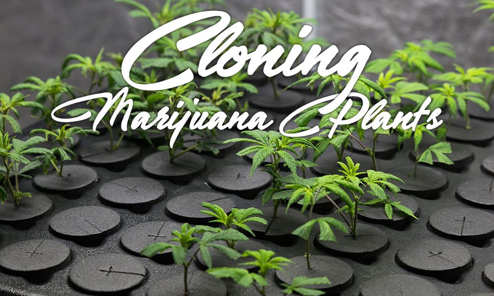 cloning marijuana plants