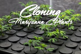 cloning marijuana plants