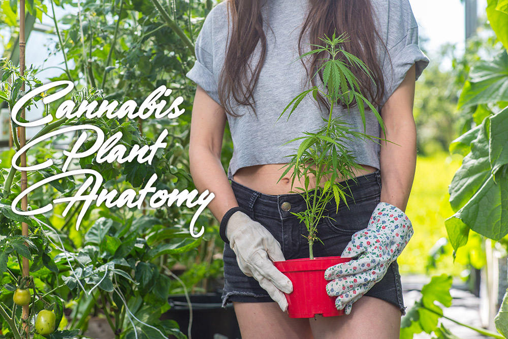 female cannabis plant anatomy