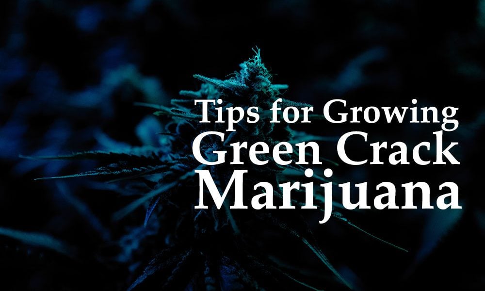 growing green crack marijuana