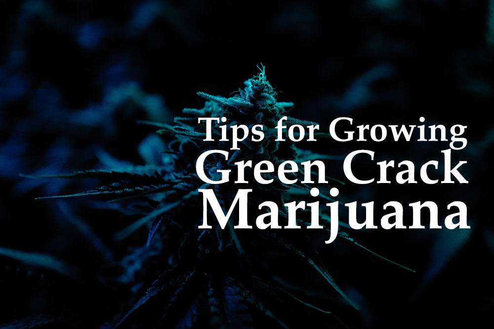 growing green crack marijuana
