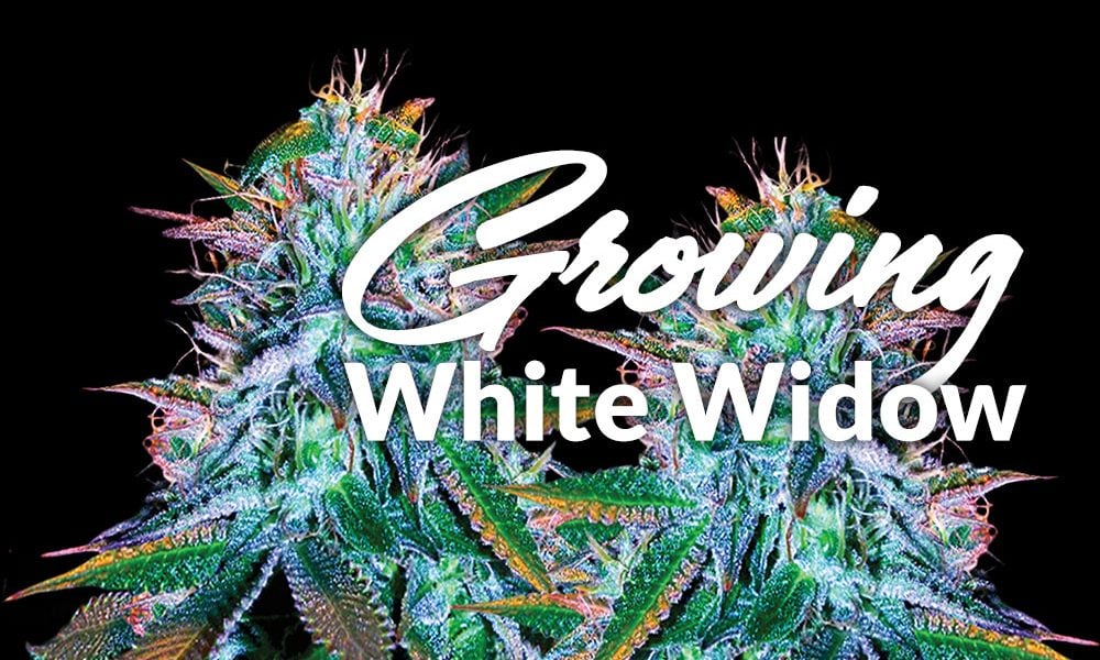 growing white widow