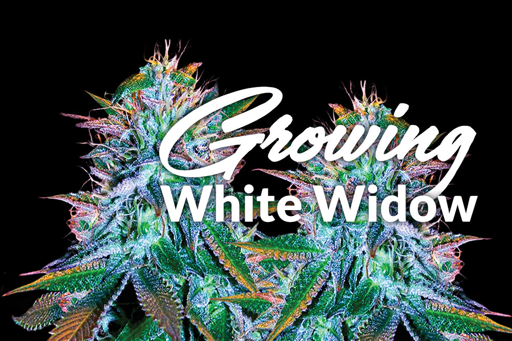growing white widow strain