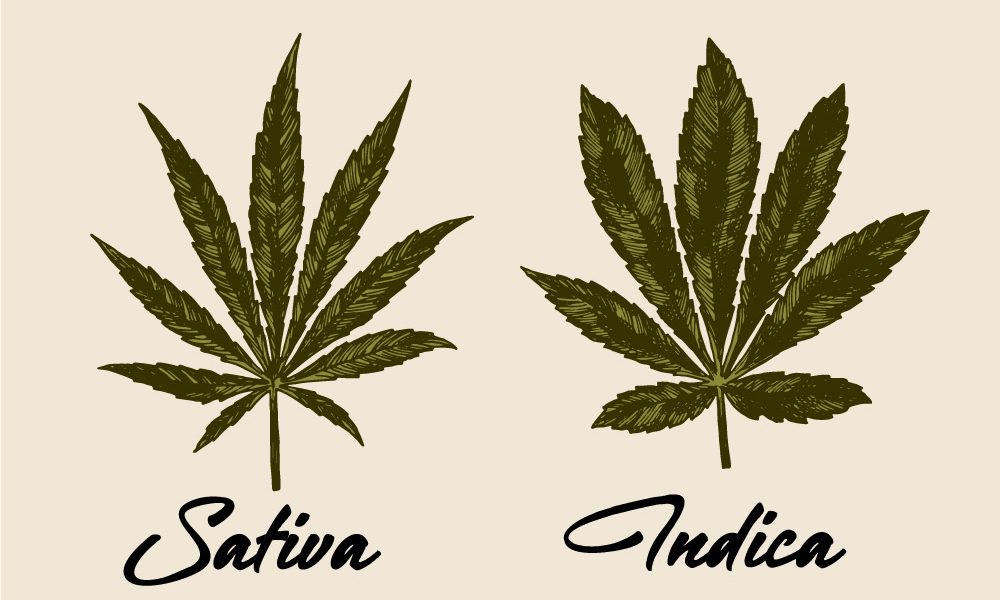indica vs sativa differences