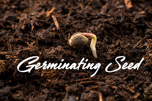 germinating seed